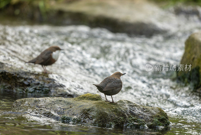 一对白喉鲷(Cinclus Cinclus)